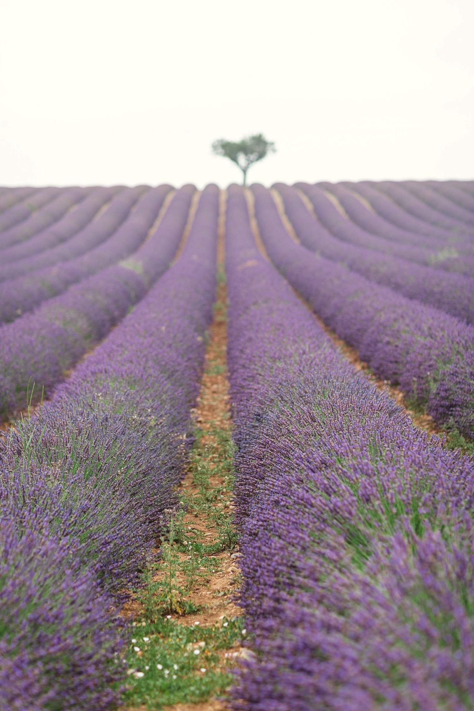 Provence Lavender French Grey Photography 23