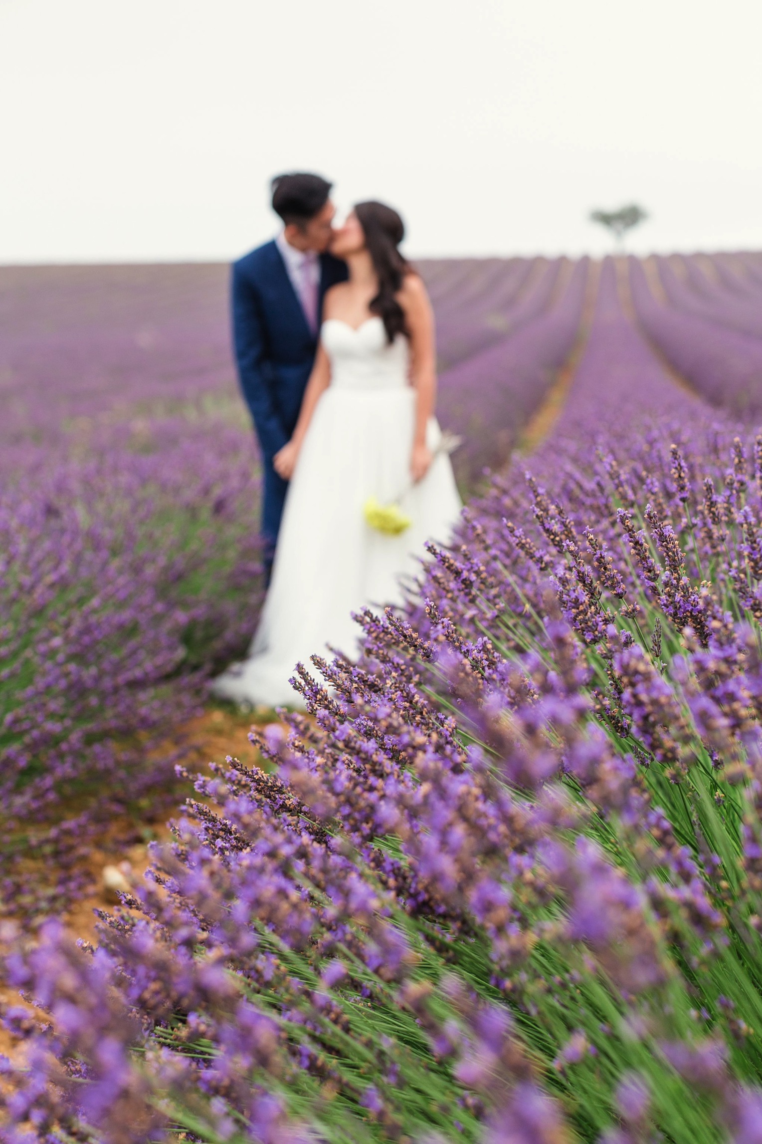 Provence Lavender French Grey Photography 6
